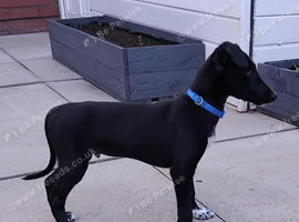 Lurcher pups saluki greyhound cross whippet
