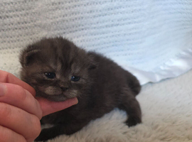 Beautiful chunky british shorthair