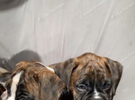 Boxer Puppies