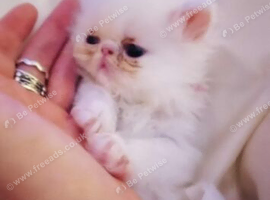 Exotic Persian Doll Face Kittens