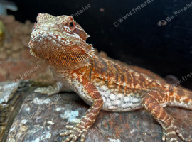 Bearded Dragon for Sale - Friendly & Well Cared For