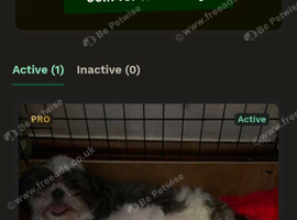 Imperial dobie shih tzu