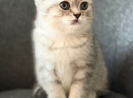 Stunning TICA Registered BSH/BLH Kittens &ndash; Ready Soon