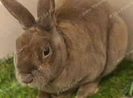 Rabbit male