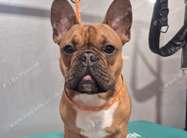 KC REG FAWN STUD