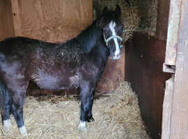 Welsh sec c  yearlings