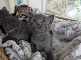 bsh x maincoon x domestic shorthair