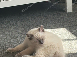 2 female ragdolls (sisters)