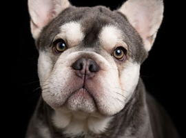 Gorgeous French Bulldog Rocky