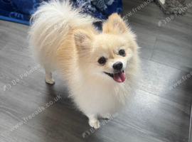 Pomeranian boy stud 15months old
