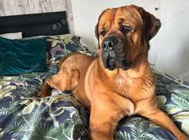 St Weiler (St Bernard X Rottie) for STUD