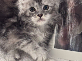 Gorgeous Pedigree Maine Coon Kittens Grand Champions Line