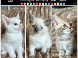 Adorable Norwegian forest kittens