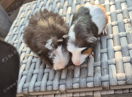 Baby Guinea Pigs Funky Teddy Crested