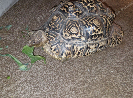Male leopard tortoise