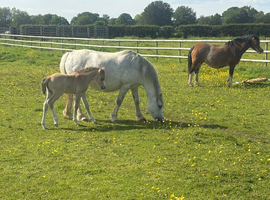 Mare and Foal