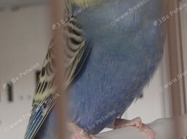 Your budgies