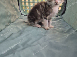 Beautiful female kitten looking for new forever home