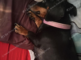 For sale is my 4 year old female dashund