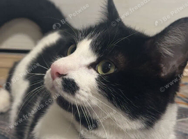 Domino - Tuxedo Cat