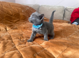 kittens