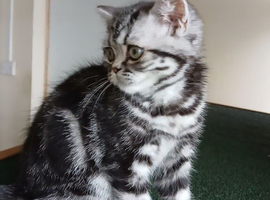 Kittens looking for home