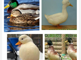 Fertile duck eggs