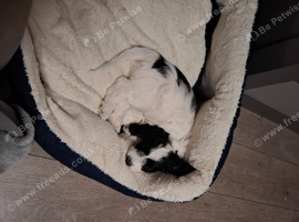 Female sprockerpoo