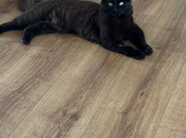 Beautiful Mixed-Breed neutered Cats Looking for Loving Homes