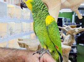 Baby Blue-Fronted Amazon,26