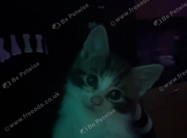 Kittens for sale