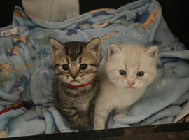 ragdoll mix long haired kittens