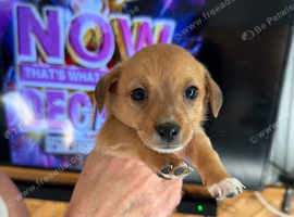 Chihuahua cross dashcund puppies