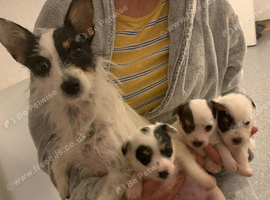 Jack  Russell