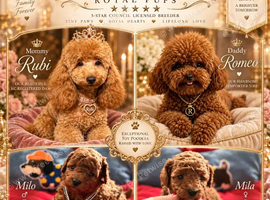 5-star licensed ESPONJOSO Exclusive Half Asian Toy Poodles DWKC registered
