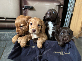Cocker Spaniels