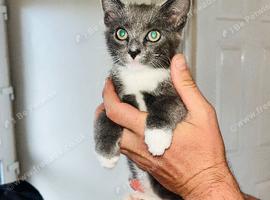 Kittens for sale