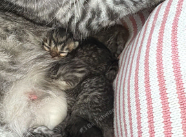 Chinchilla Persian