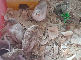button quail for sale