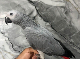 Friendly Male Baby HandReared Super Tame African Grey Parrot,25