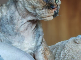Beautiful girl Devon Rex
