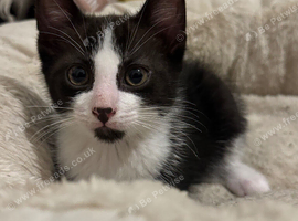 Kitten for sale