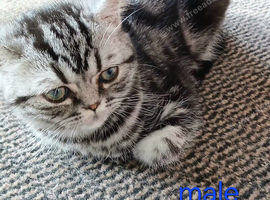 Bsh. Kittens  looking for home.