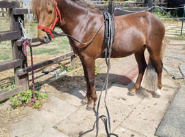 New Forest x Gelding 12.2h Project Pony 4 years