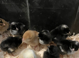 Rainbow chicks