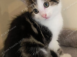 Beautiful Grey & White Tabby Kitten