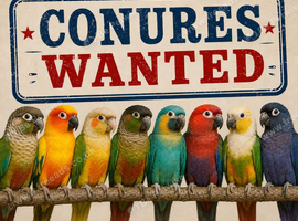 CONURES WANTED - ALL COLOUS