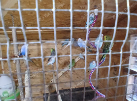 Budgies