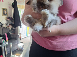 12 wks old little girl