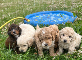 Adorable cockapoo boys available to be viewed